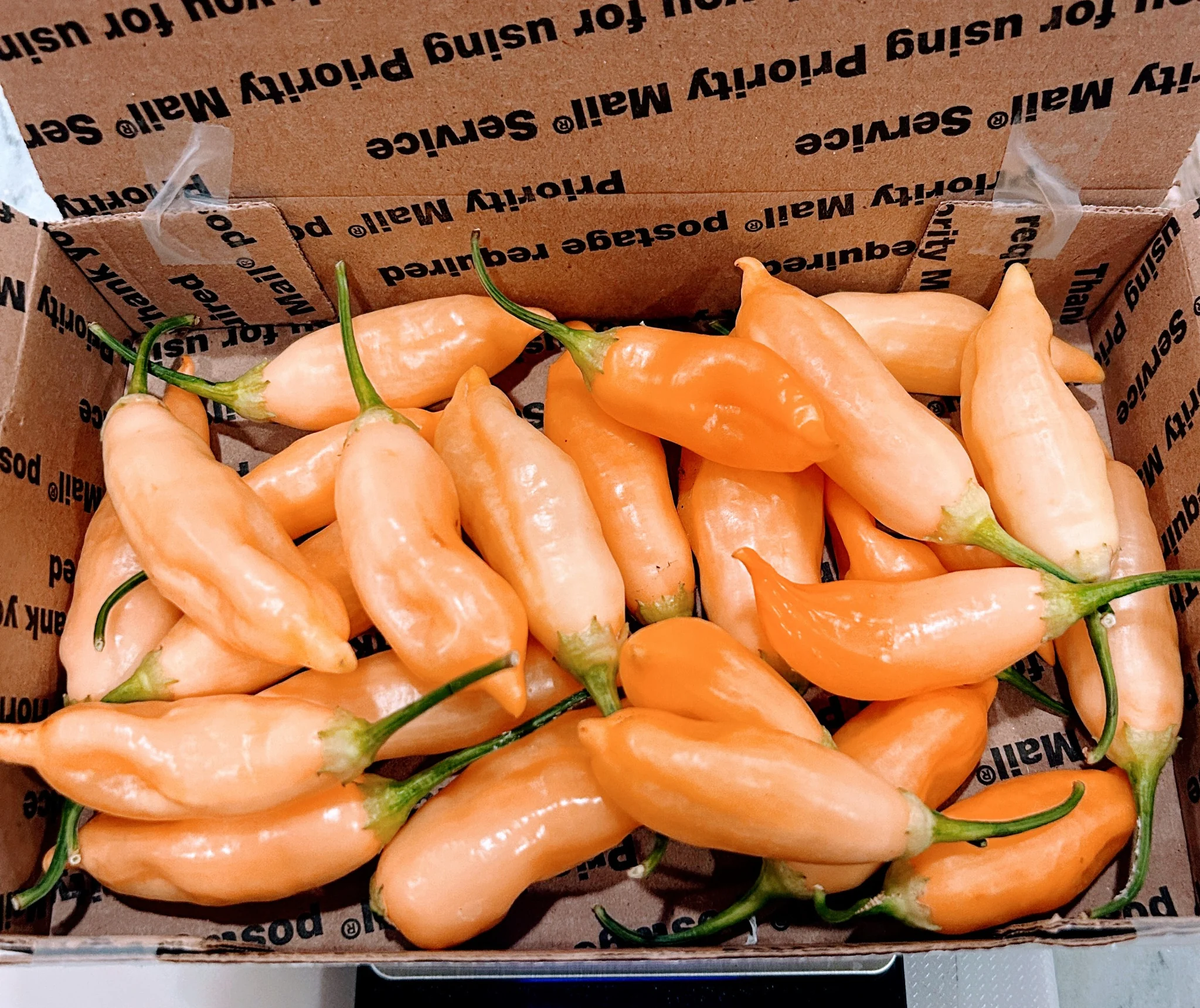 Recent harvest of Sugar Rush Peach peppers in a mailing box